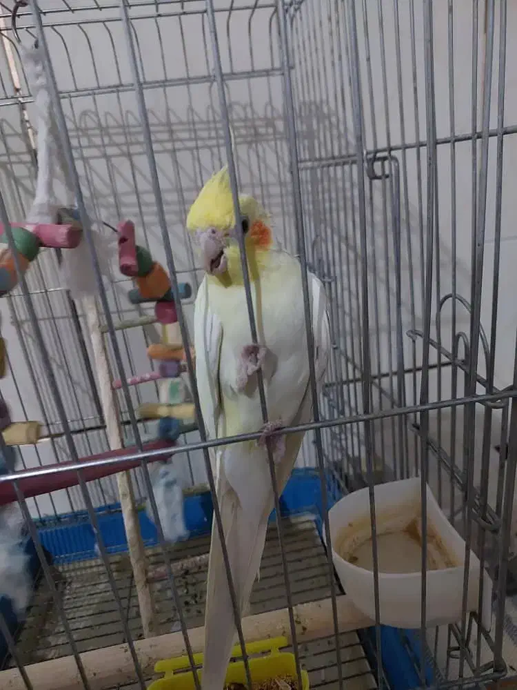 فروش عروس هلندی|پرنده|آباده, |دیوار