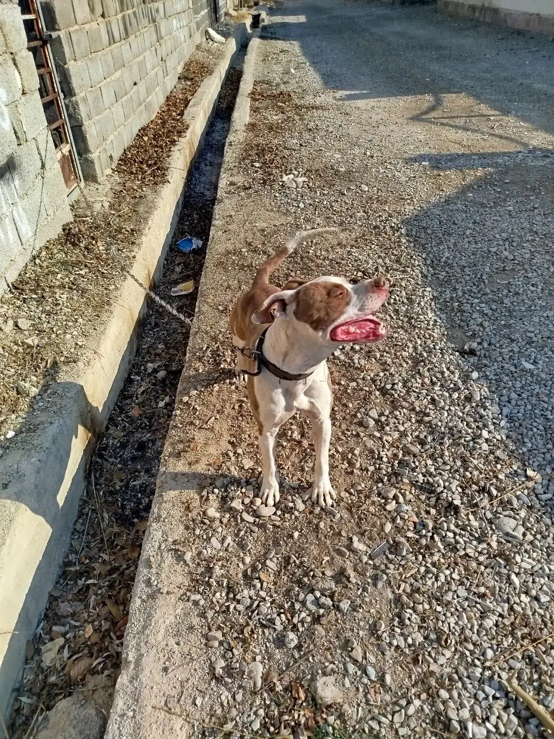 واگذاری سگ پیتبول فی ۱۰|سگ|کرج, کمالشهر|دیوار