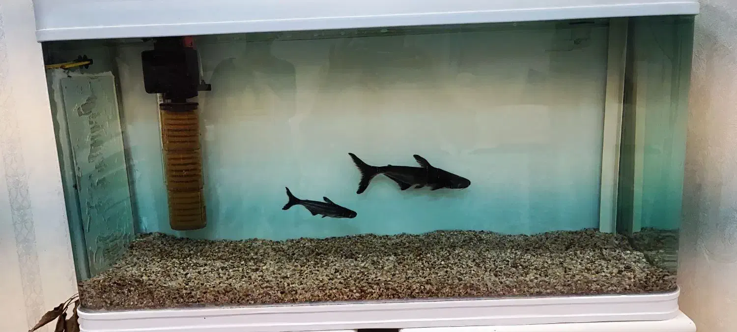 ماهی پنگوسی|ماهی|اهواز, پردیس|دیوار