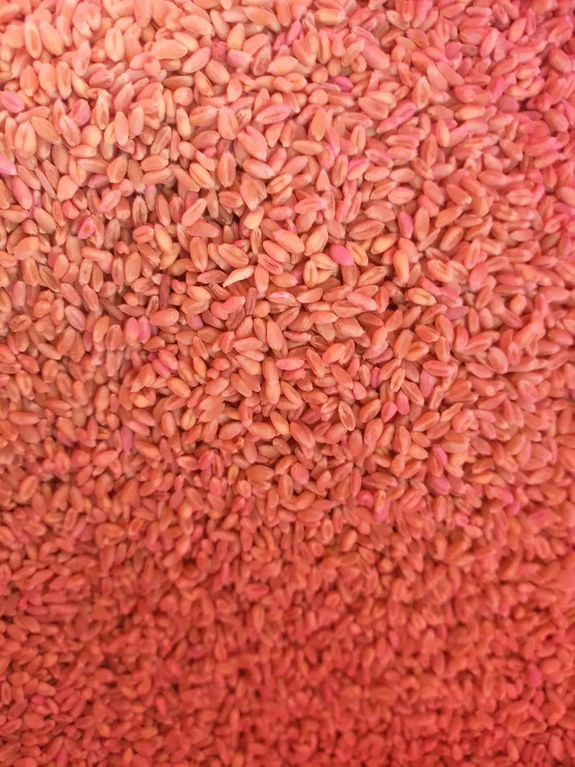 گندم بذری بوجار  پیشگام|عمده‌فروشی|گلبهار, بیزکی|دیوار