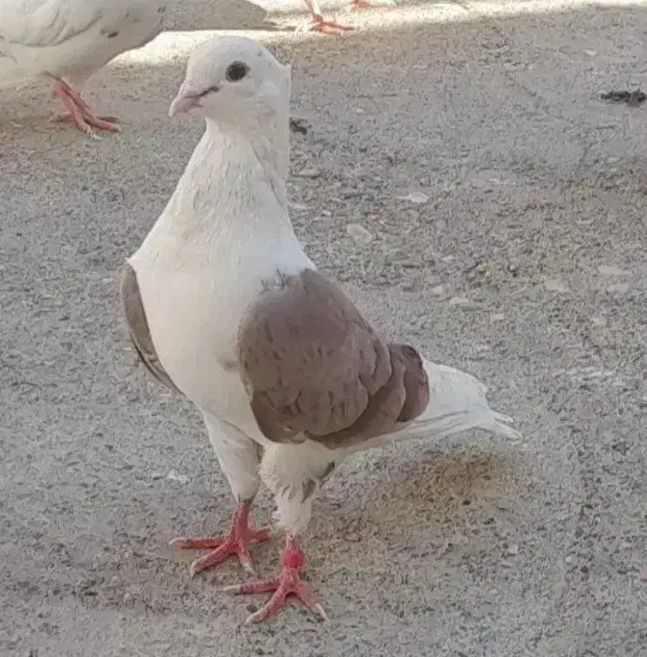 کبوتر فروشی و معاوضه با طوقی|پرنده|دره شهر, |دیوار