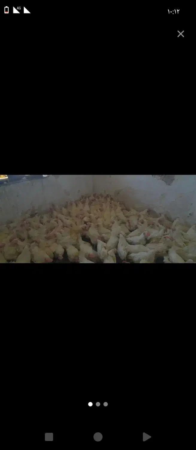 مرغ مادر|حیوانات مزرعه|اهواز, حصیرآباد|دیوار