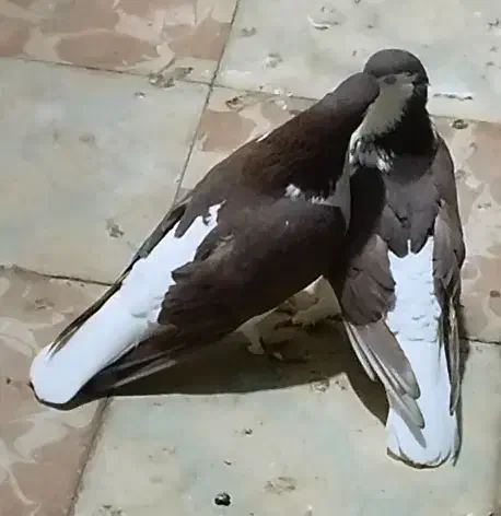 قیرمیزی سیاه ( شیخی ) نقش و جوان نر و ماده|پرنده|تبریز, |دیوار