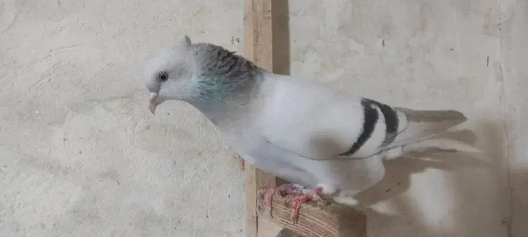 کفتر سبزوسوسنی دم سفید|پرنده|شیراز, حومه شیراز|دیوار