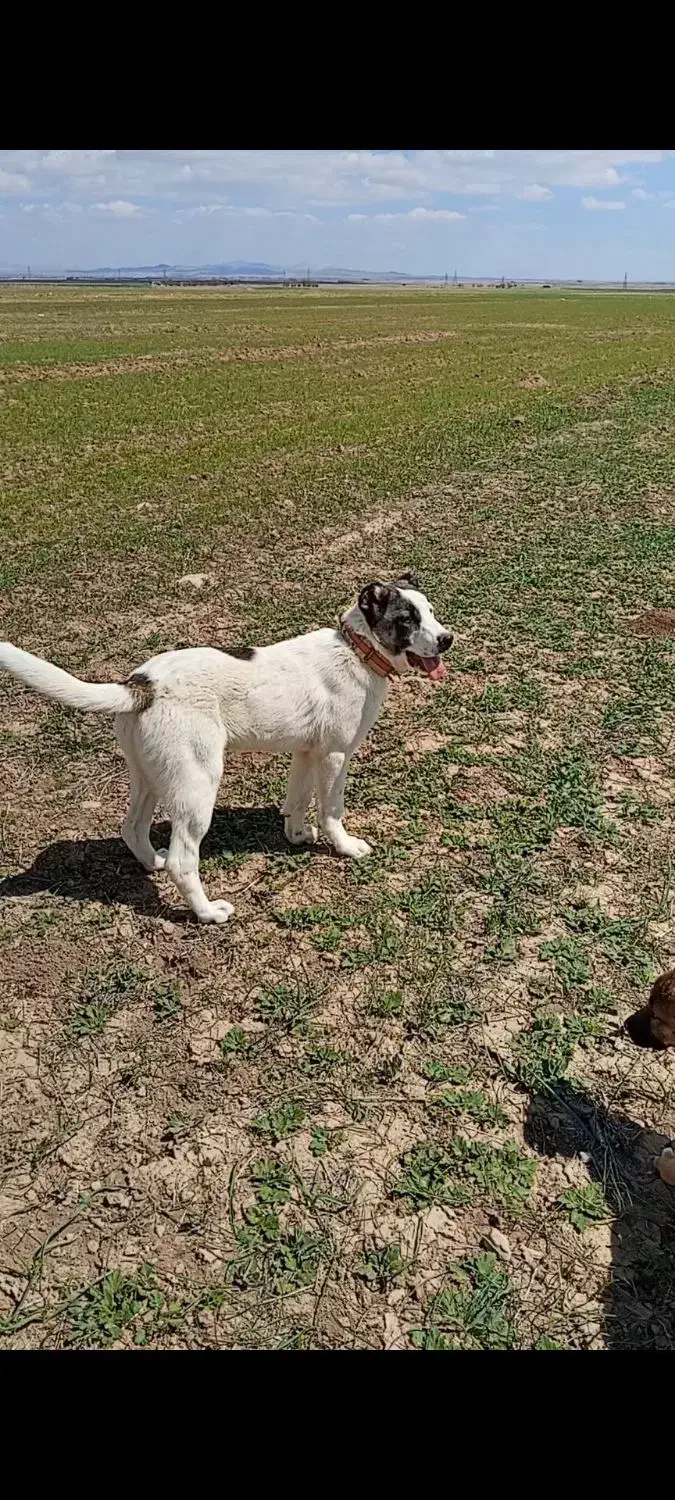 سگ.|سگ|کبودرآهنگ, |دیوار