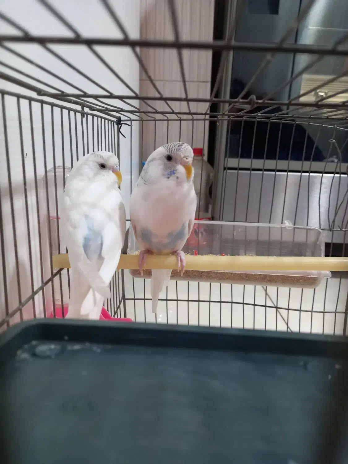 مرغ عشق|پرنده|رباط‌کریم, رباط‌کریم|دیوار