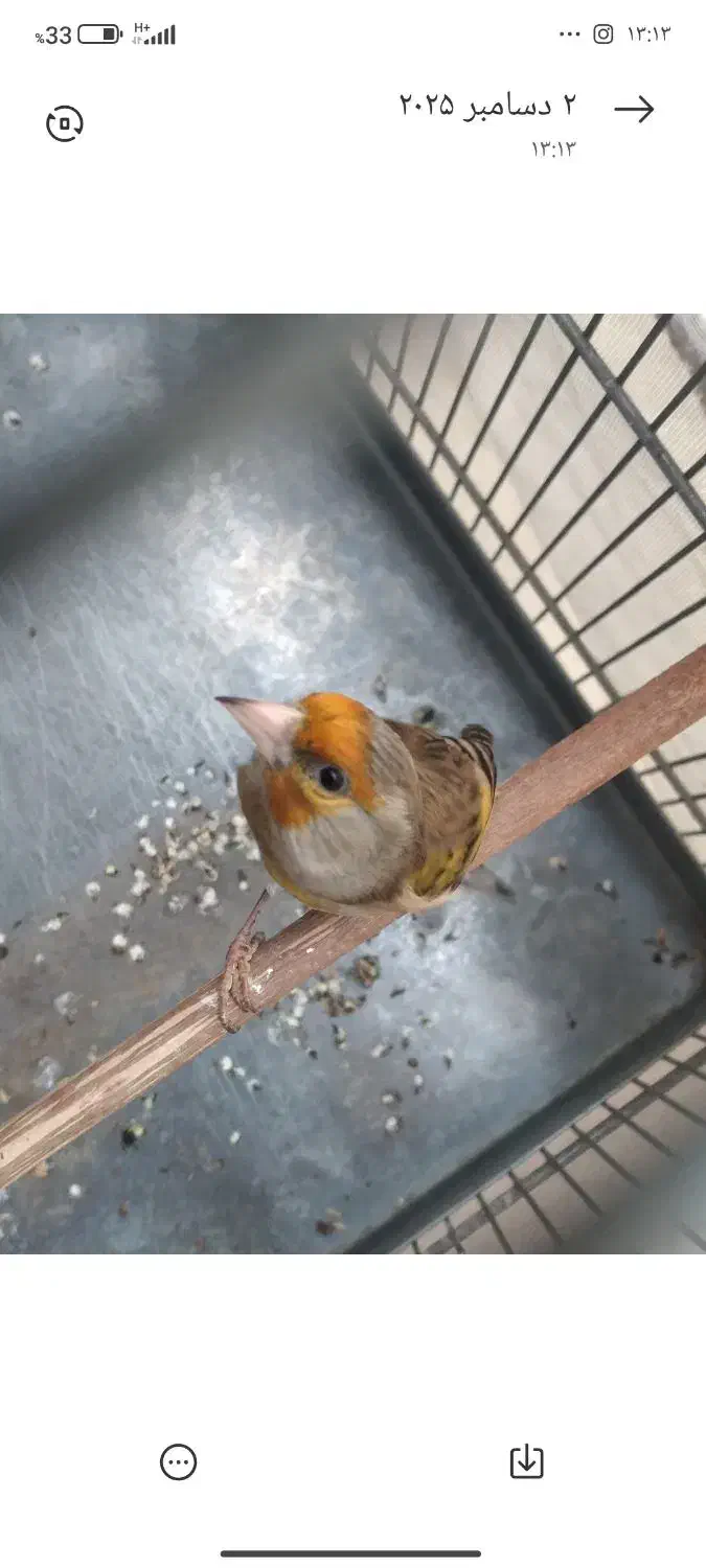 جوجه عروس هلندی/سهره/سهره قناری/قفس|پرنده|پاکدشت, پاکدشت (مامازند)|دیوار