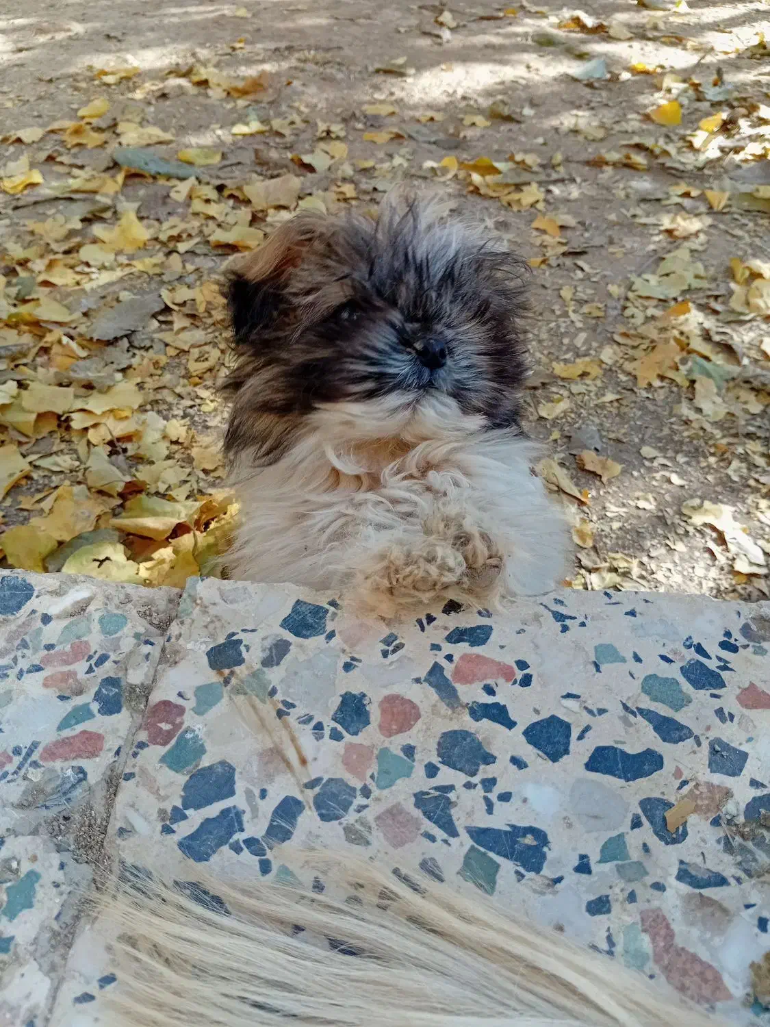 واگذاری پاپی نر|سگ|داران, |دیوار