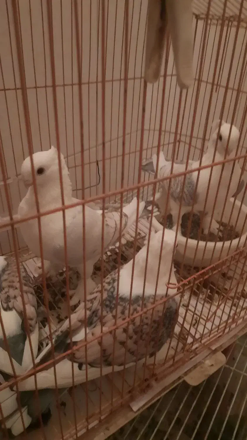 کبوتر بلژیکی اصل نوک قنار پرشی زینتی با جوجه باقفس|پرنده|فردیس, فردیس|دیوار