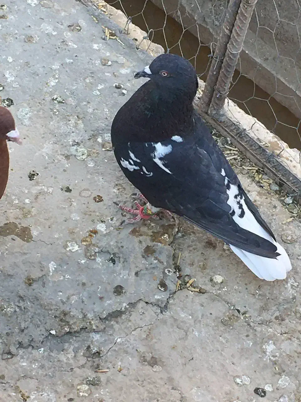 پرنده|پرنده|زاهدان, |دیوار