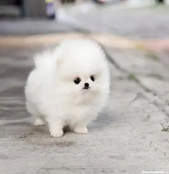 سگ فنجونی|سگ|خرم‌آباد, |دیوار