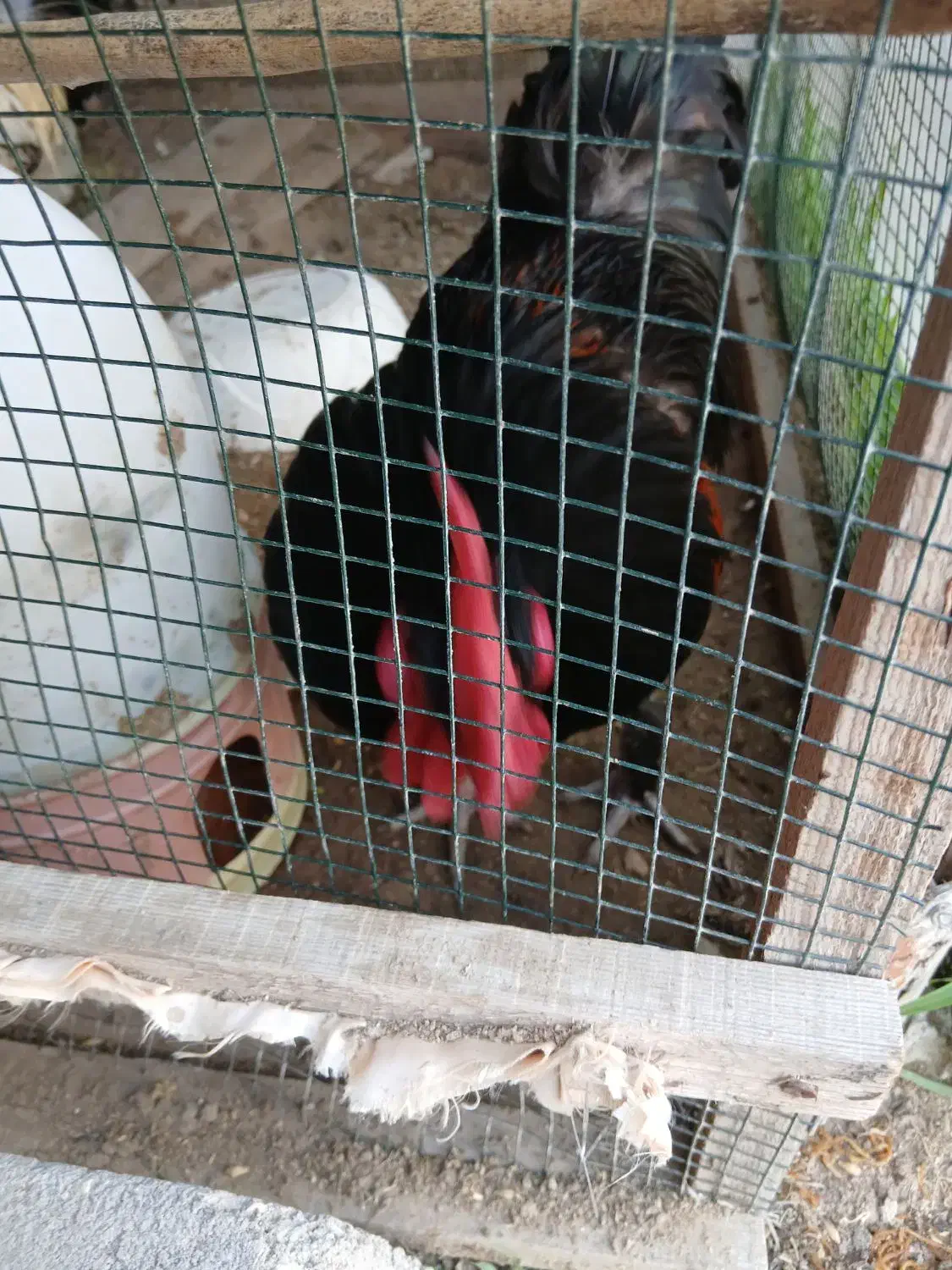 فروش یک عدد خروس|حیوانات مزرعه|قشم, |دیوار