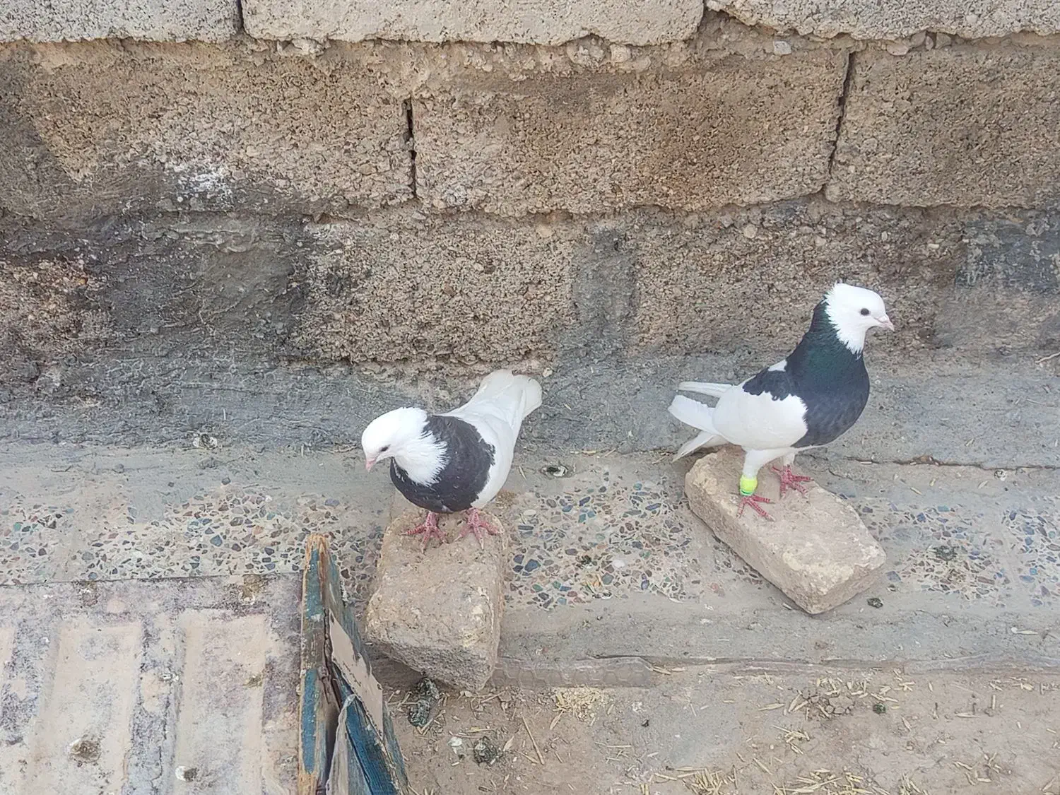 کبوتر|پرنده|دهلران, |دیوار