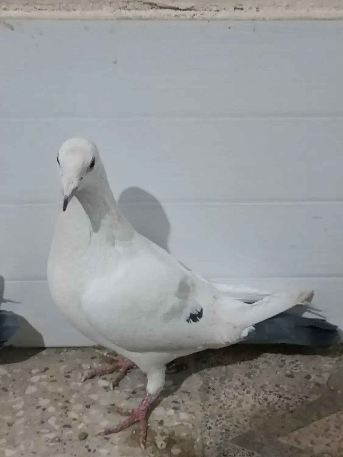 کبوتر|پرنده|مرودشت, محمد آباد|دیوار