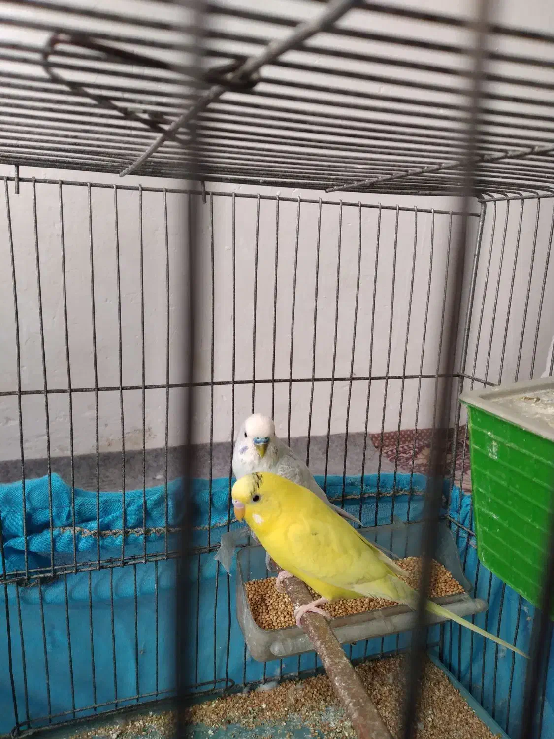 دوتا مرغ عشق باقفس|پرنده|دینور, |دیوار