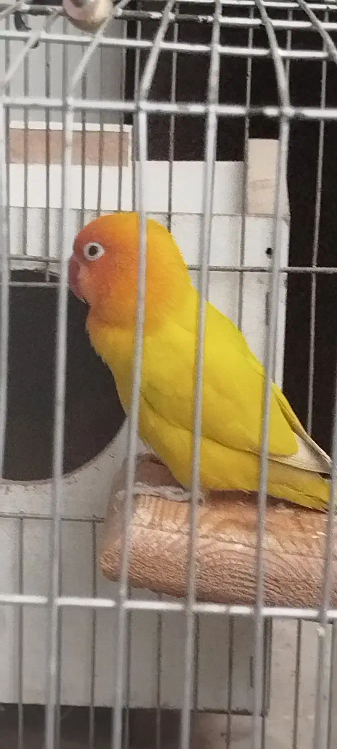 طوطی برزیلی|پرنده|کرمانشاه, |دیوار