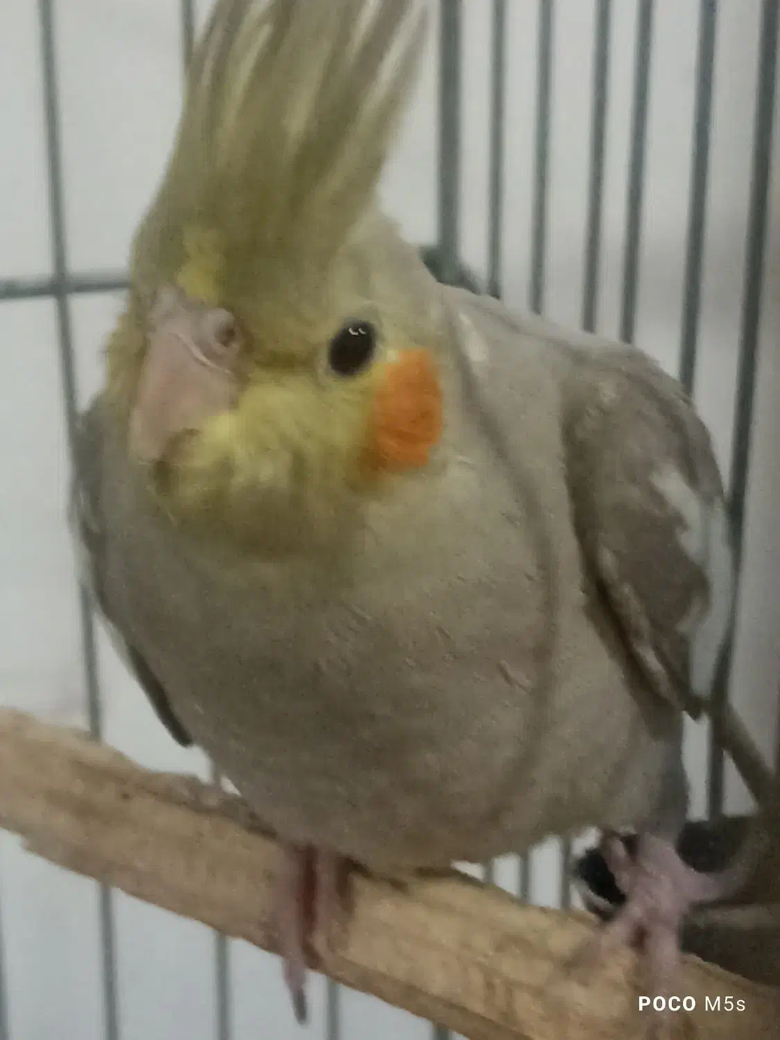 جوجه عروس هلندی|پرنده|قرچک, شهرک الحدید|دیوار