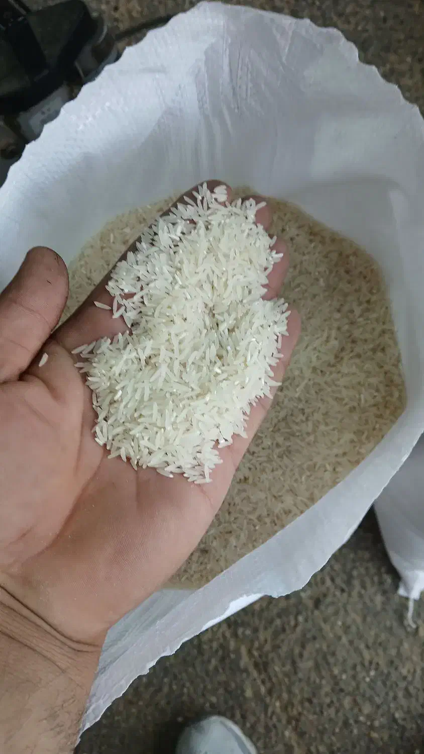 برنج فجردرجه یک عالی وخوشبخت|خوردنی و آشامیدنی|تاتار علیا, |دیوار