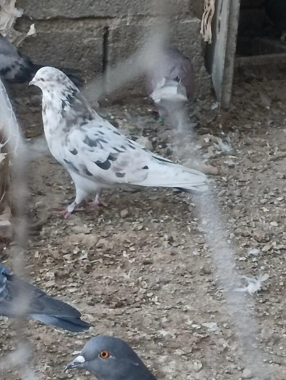 نر هفت رنگ|پرنده|هیرمند, |دیوار