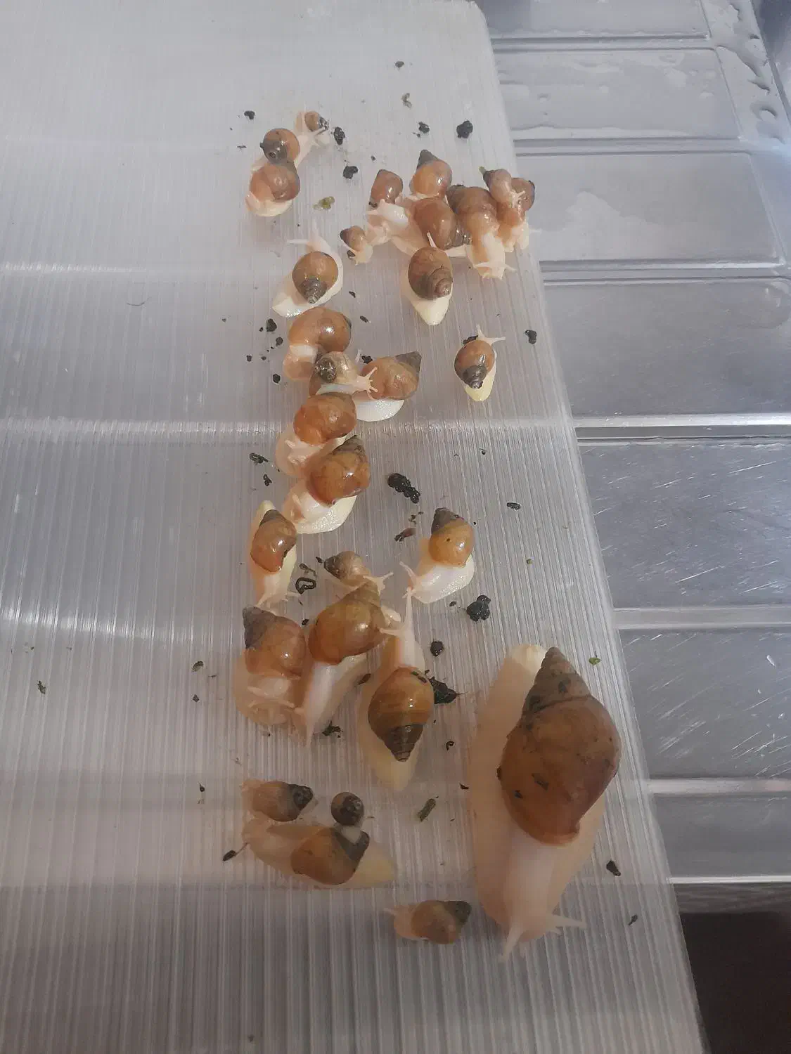 فروش حلزون مولد و بچه حلزون 5ماه و 3ماه|خزنده|الوند, |دیوار