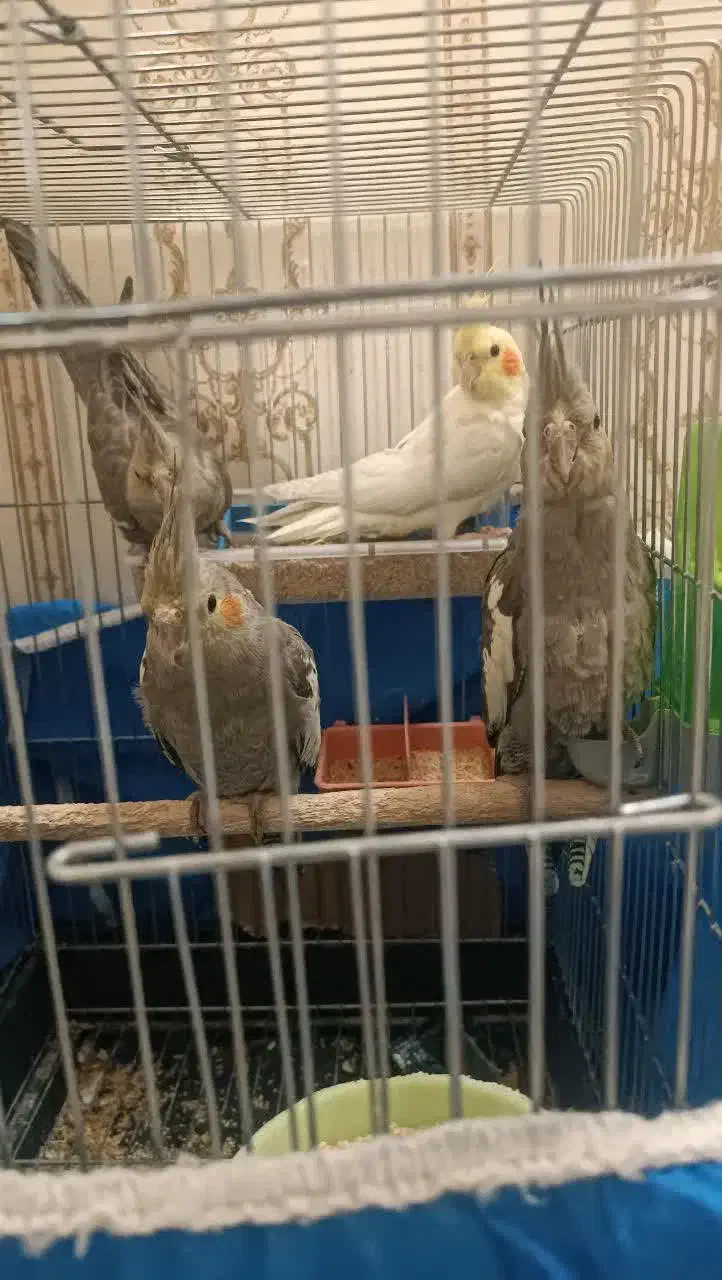 ۵عدد عروس هلندی دستی و ریزه خون|پرنده|شاهینشهر, گزبرخوار|دیوار