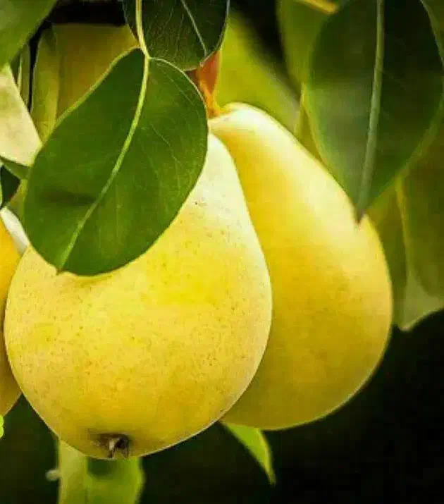 تولید نهال گلابی بیروتی|خدمات باغبانی و درختکاری|دره شهر, |دیوار