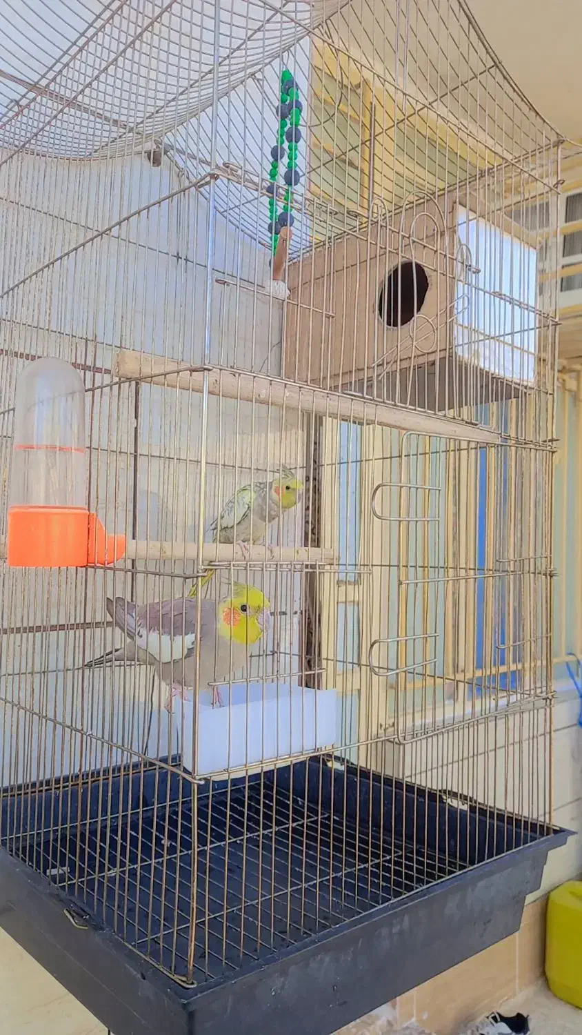 عروس هلندی|پرنده|خرمشهر, |دیوار