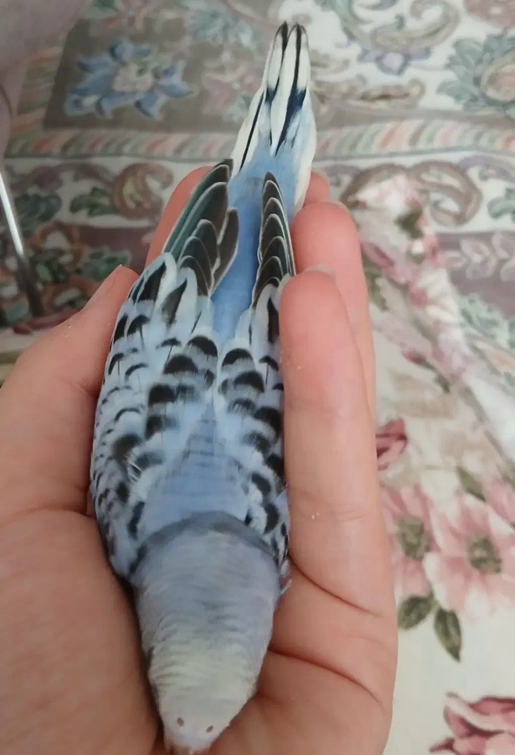 جوجه مرغ عشق اماده دستی شدن|پرنده|مشهد, رضاییه|دیوار