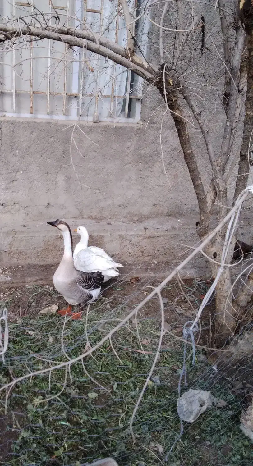 قو غاز وغاز|حیوانات مزرعه|صحنه, |دیوار