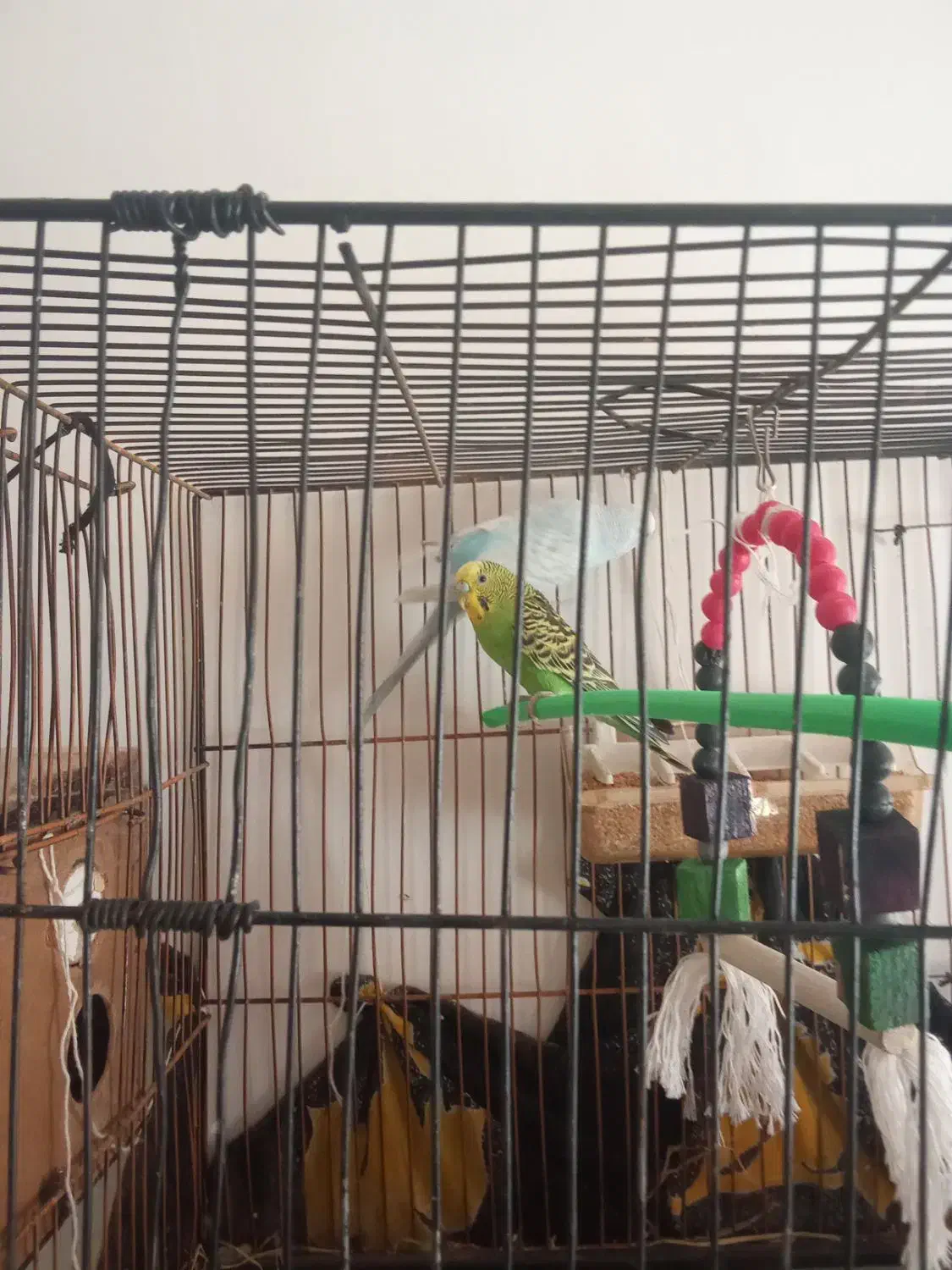 یک جفت مرغ عشق آماده تخم گذاری|پرنده|تربت جام, معدآباد|دیوار