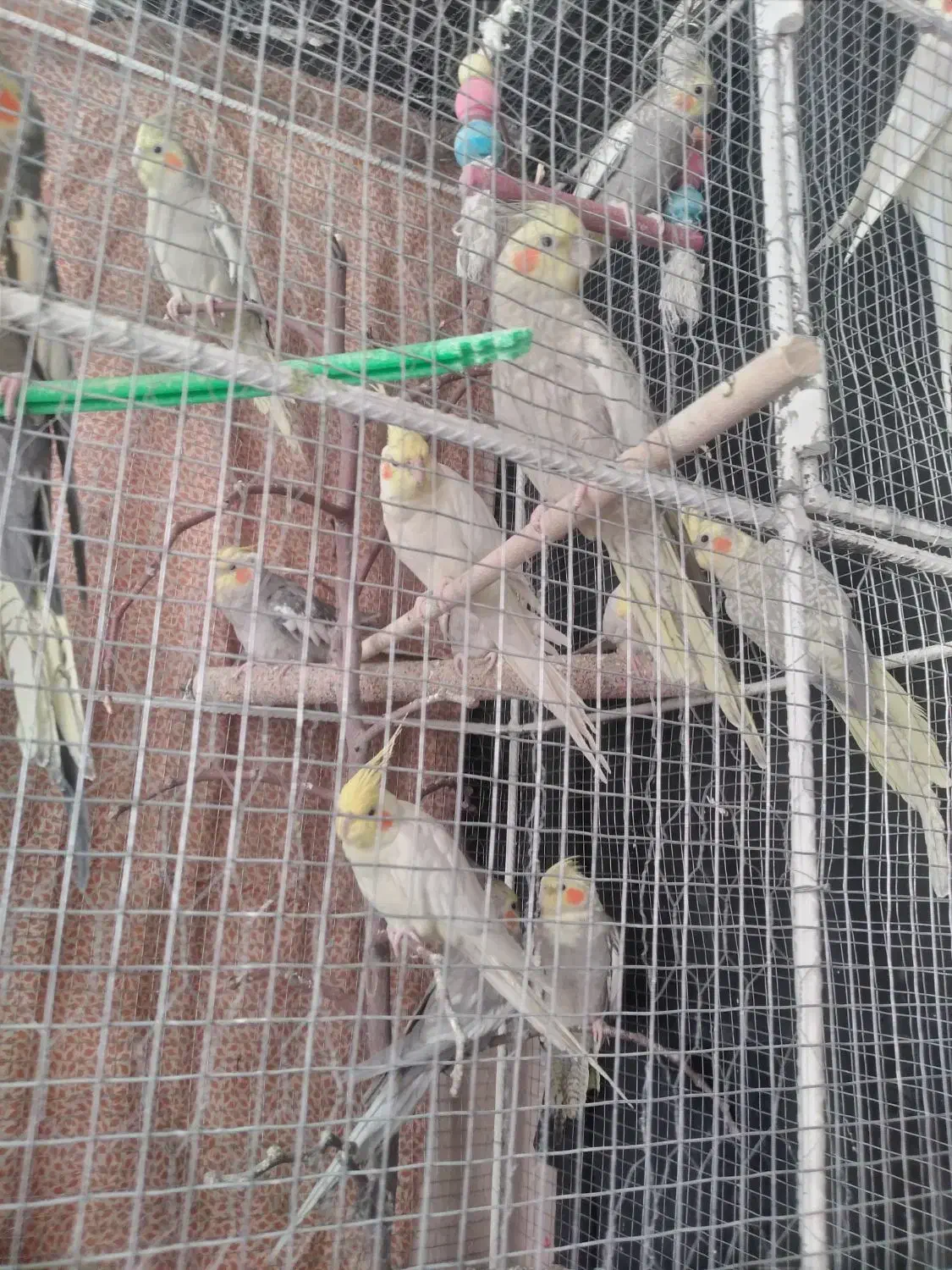 طوطی برزیلی وعروس هلندی|پرنده|بیرجند, |دیوار