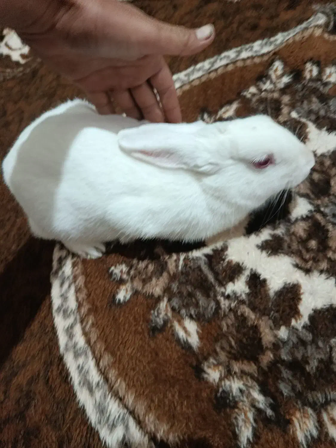 خرگوش|موش و خرگوش|مرند, |دیوار