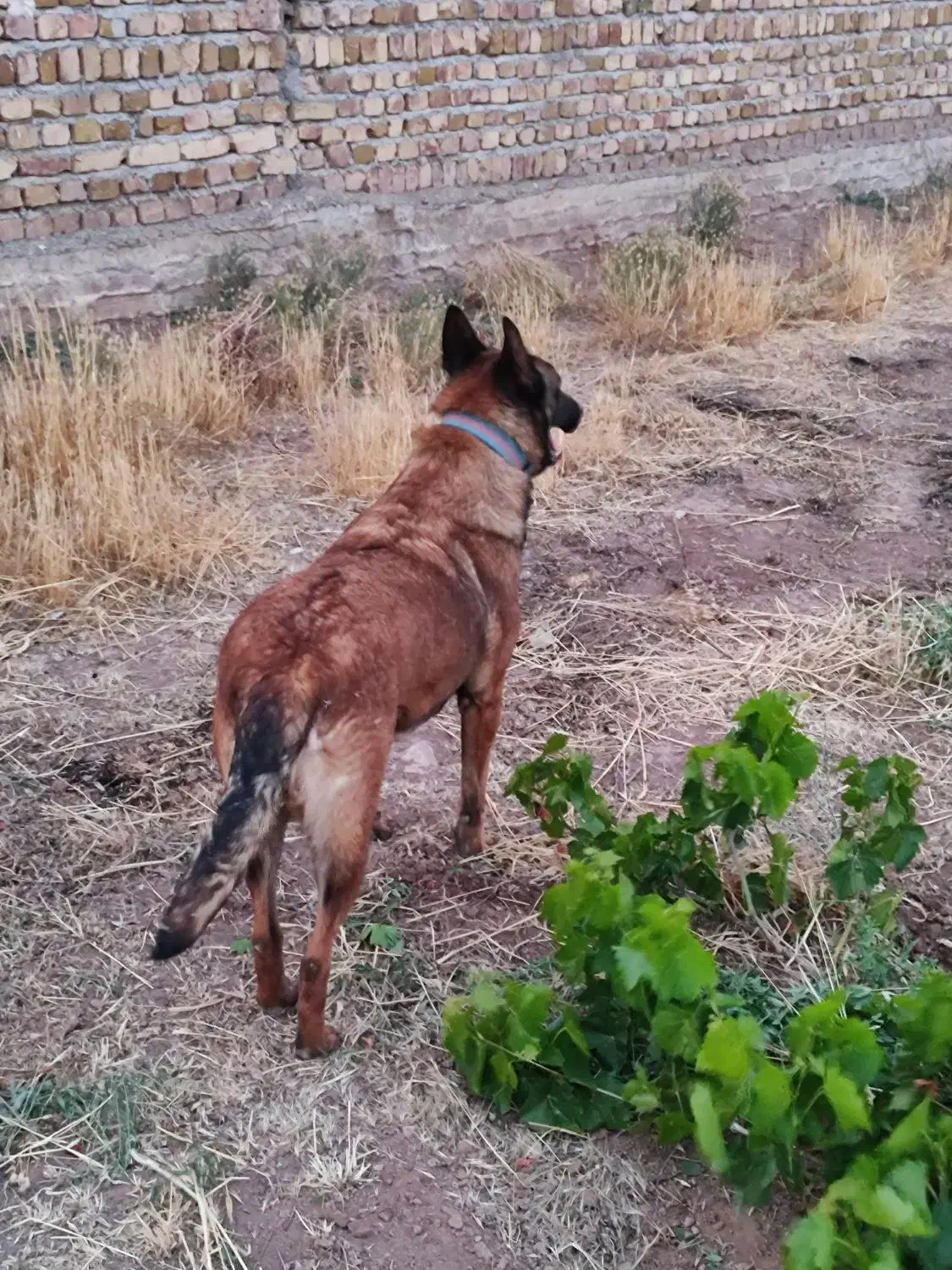 سگ مالینویز|سگ|تهران, منیریه|دیوار