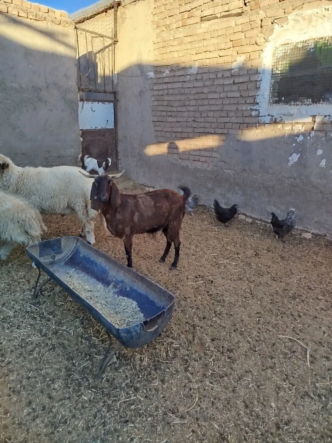 بز دورگ چاق|حیوانات مزرعه|سرایان, |دیوار