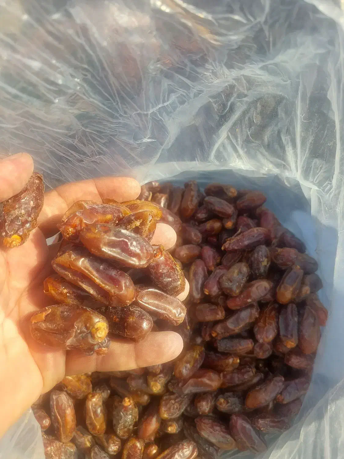 خرما|خوردنی و آشامیدنی|مشهد, کارمندان دوم|دیوار