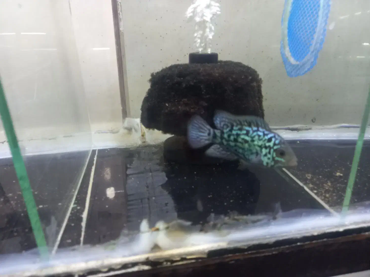 سالن تکثیر و پرورش ماهی زینتی|ماهی|کرج, حصارک پایین|دیوار