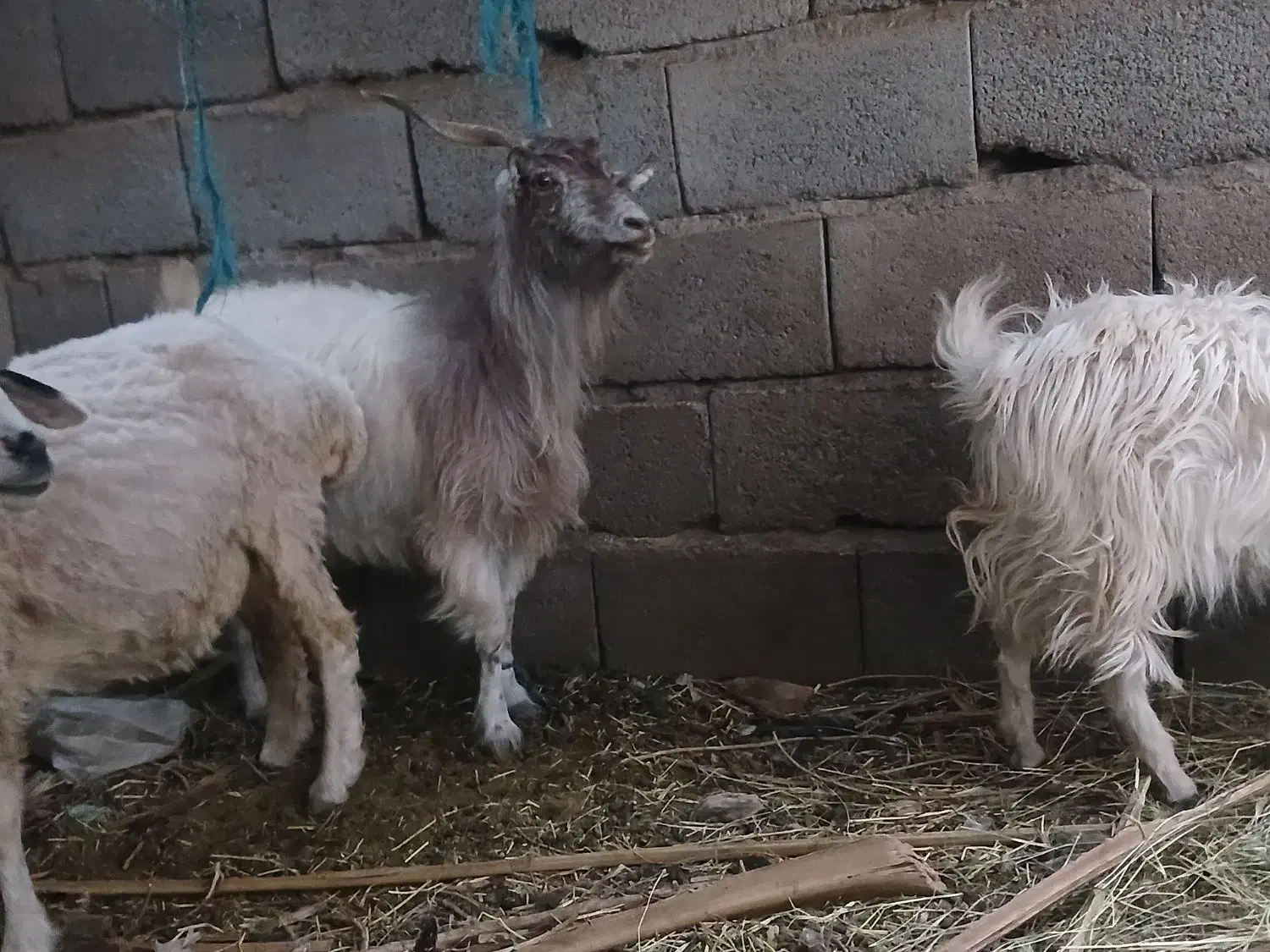 کره فروشی نر|حیوانات مزرعه|نرماشیر, |دیوار