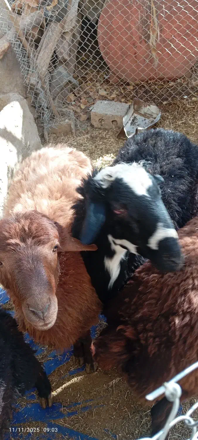 فروش بره|حیوانات مزرعه|فریدونشهر, |دیوار