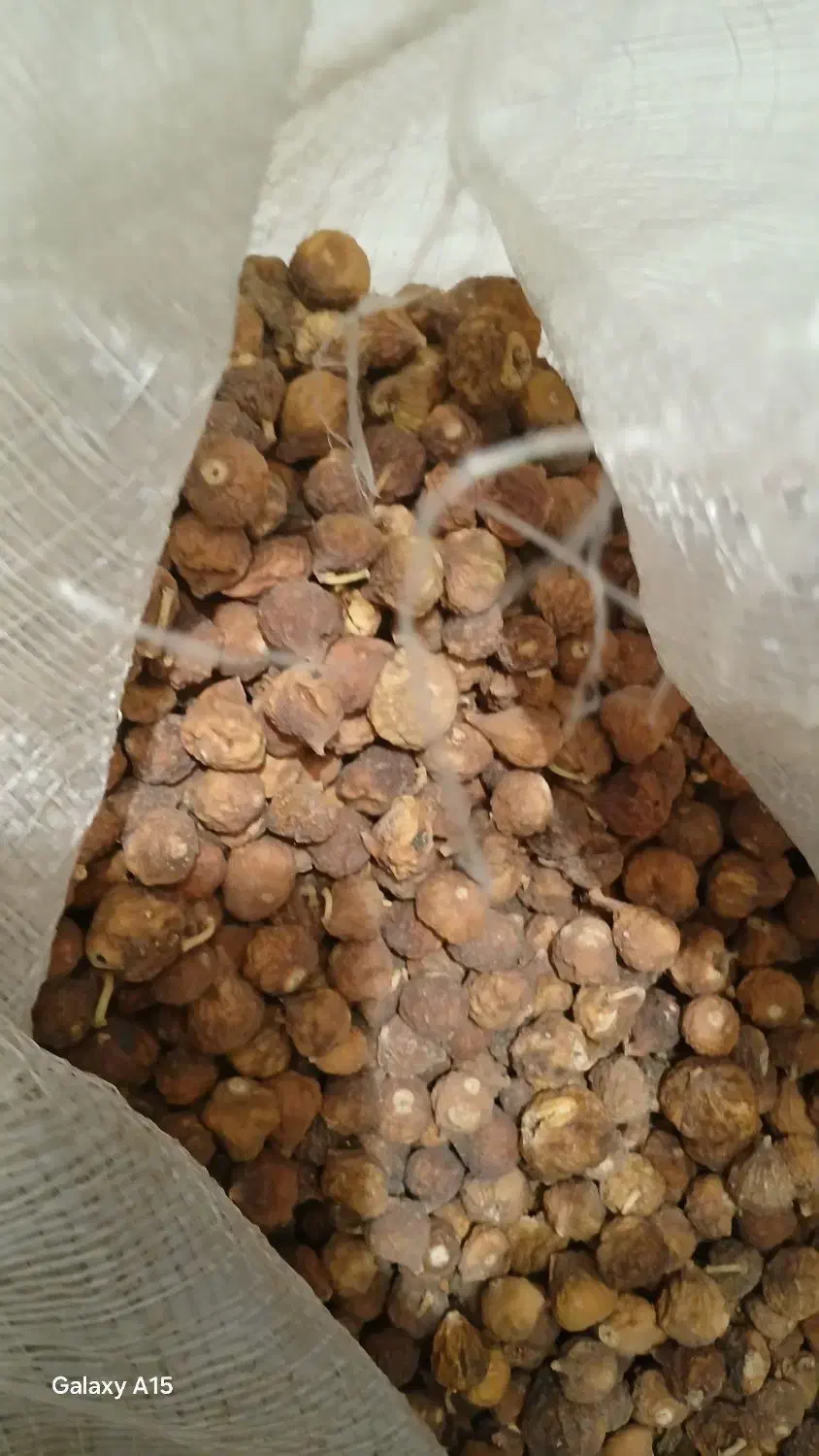 انجیر کوهی استهبان فقط وفقط عمده|خوردنی و آشامیدنی|اهواز, کمپلو شمالی|دیوار