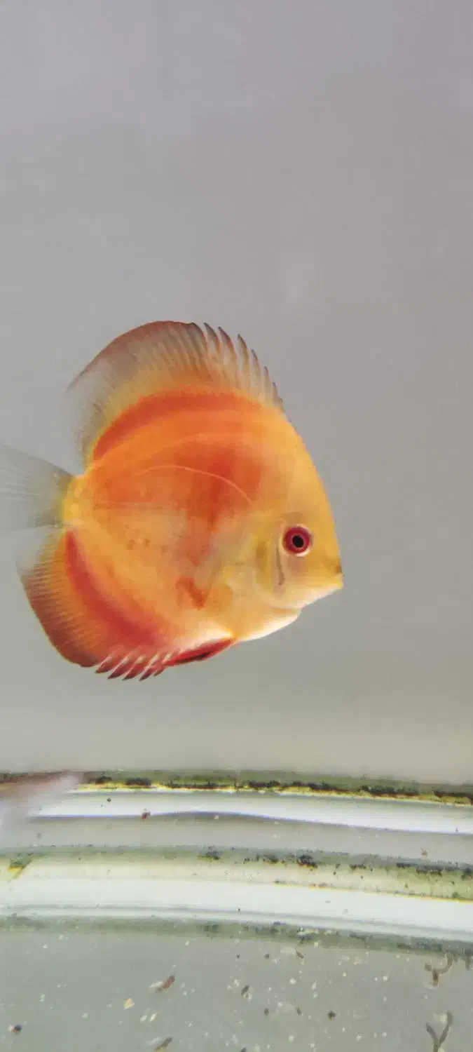 فروش پنج عدد ماهی دیسکس|ماهی|مبارکه, |دیوار