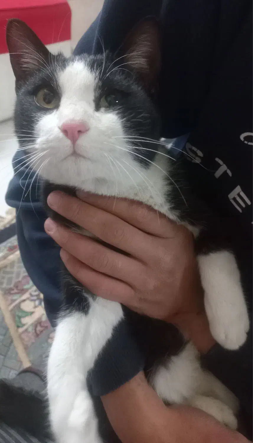 گربه|گربه|شاهرود, |دیوار