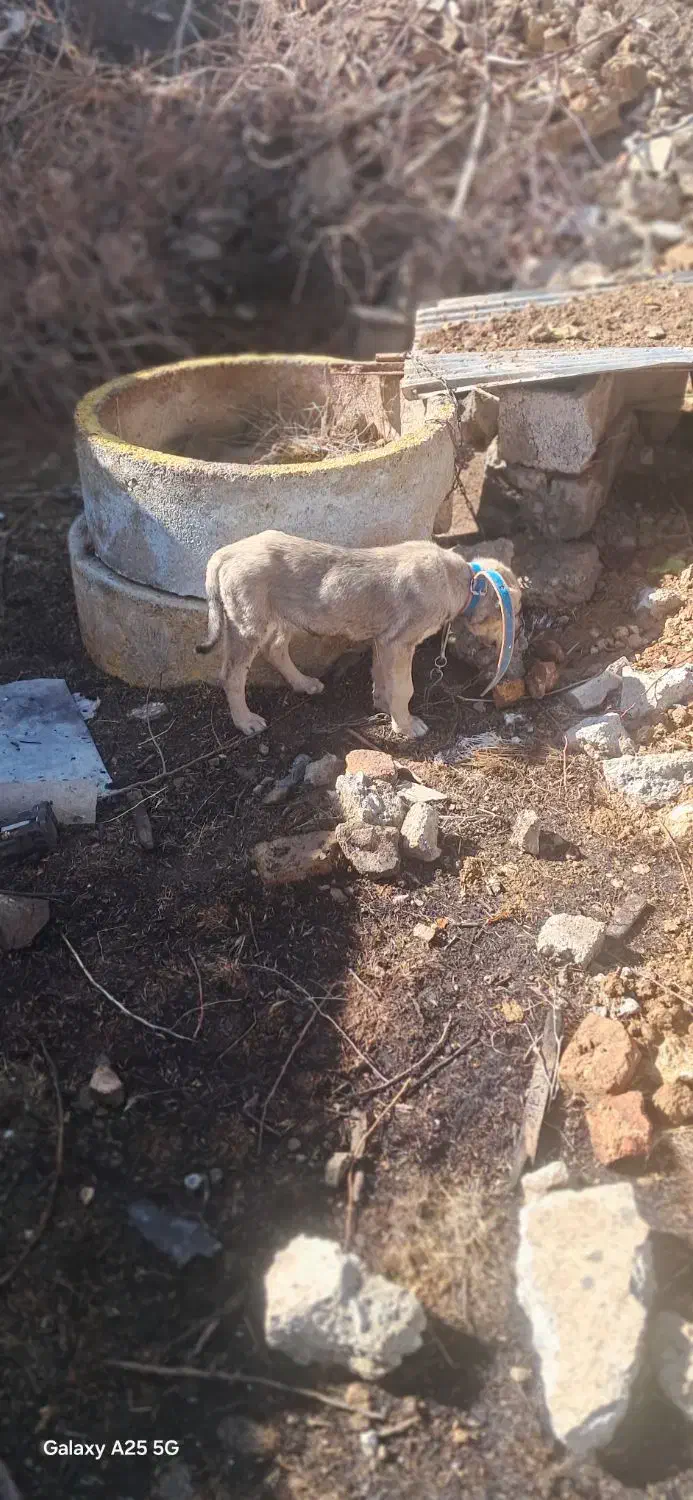 سگ پژدر اصل|سگ|زیویه, |دیوار