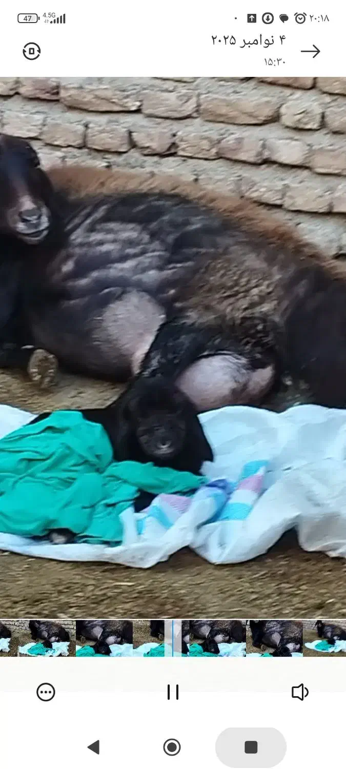 فروش یک راس میش سیمنتال پر شیر .دوقلو زا|حیوانات مزرعه|مینودشت, |دیوار