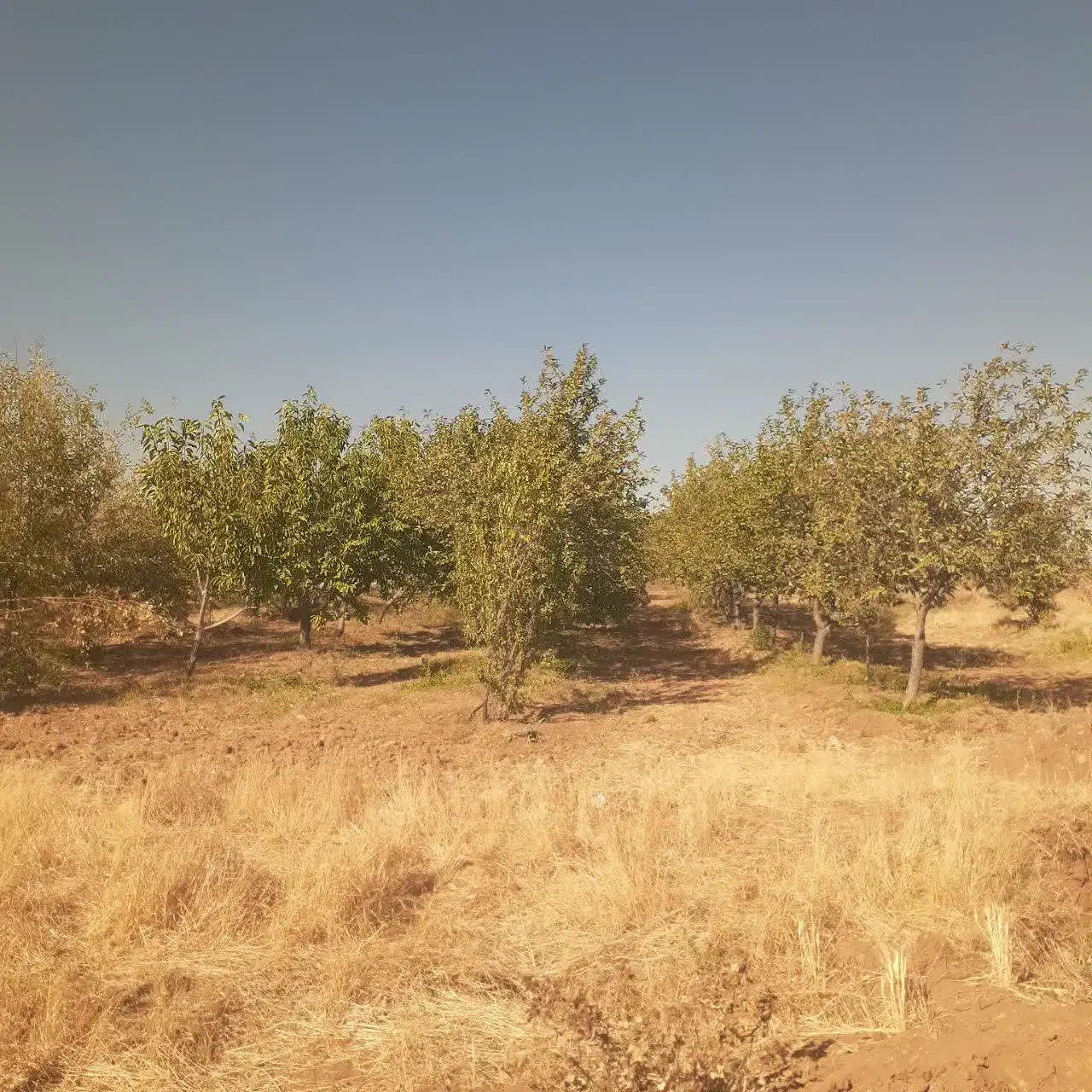 فروش زمین کشاورزی وباغ|فروش زمین و ملک کلنگی|زنده رود, |دیوار