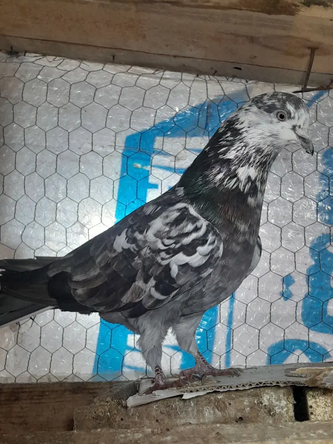 کبوتر پرشی|پرنده|لاهیجان, لیالستان|دیوار