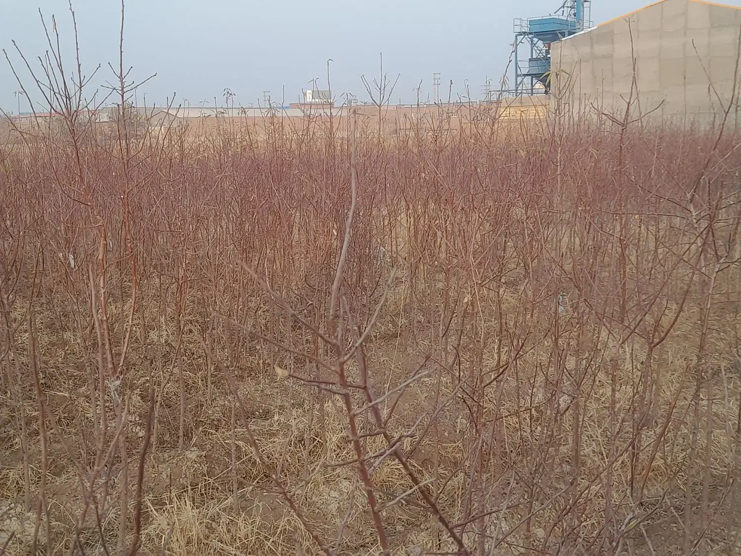 نهال بادام (یازلی .داش)|خدمات باغبانی و درختکاری|آذرشهر, |دیوار