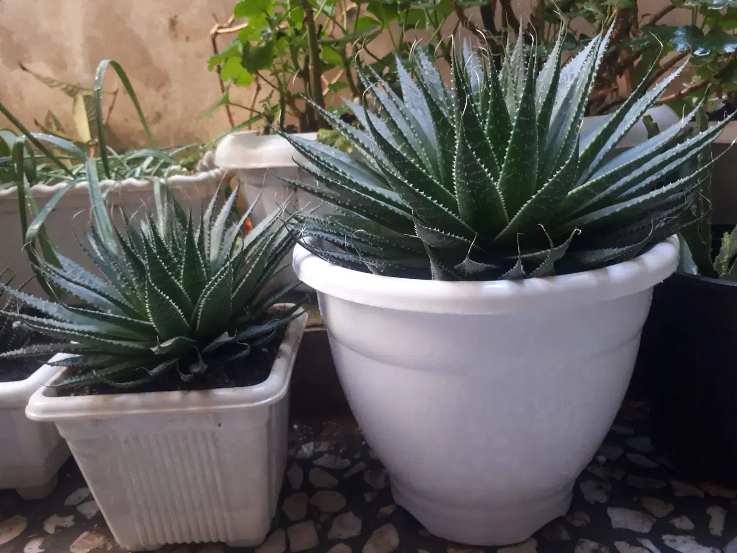 گل خانگی|گل و گیاه طبیعی|رشت, دروازه لاکان|دیوار