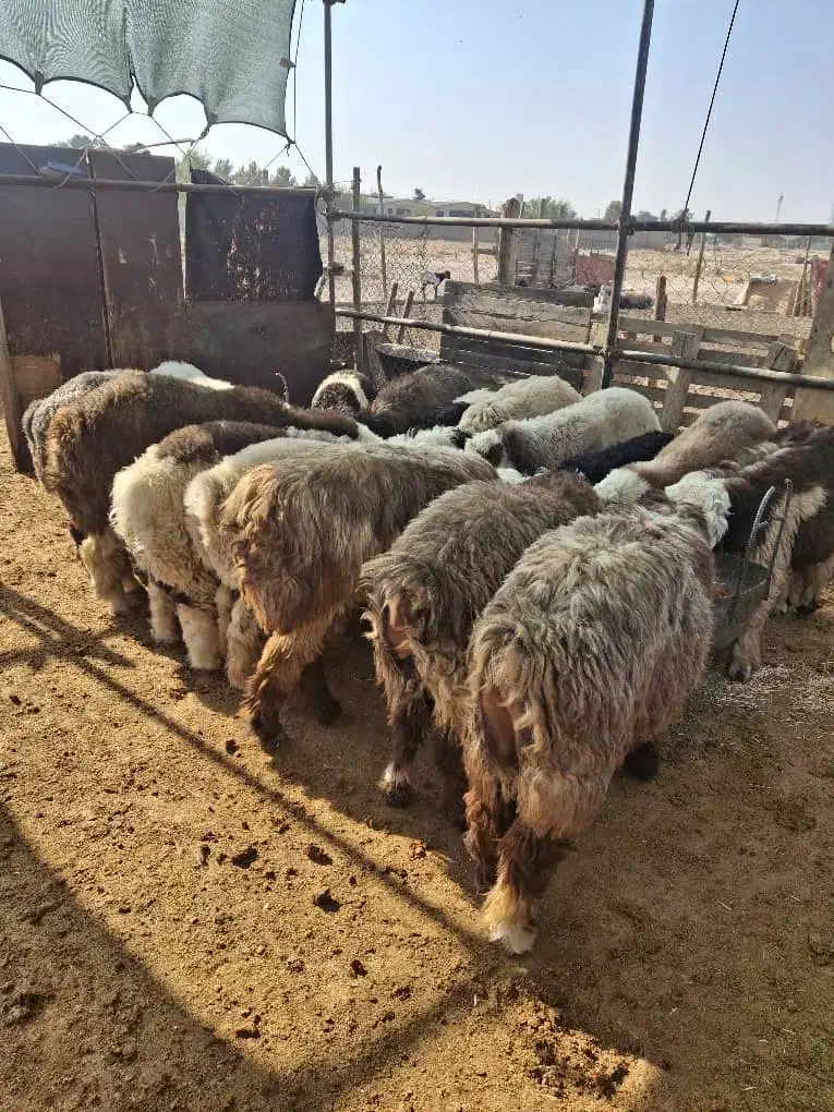 بره نر|حیوانات مزرعه|مرودشت, شهرک مهدیه|دیوار