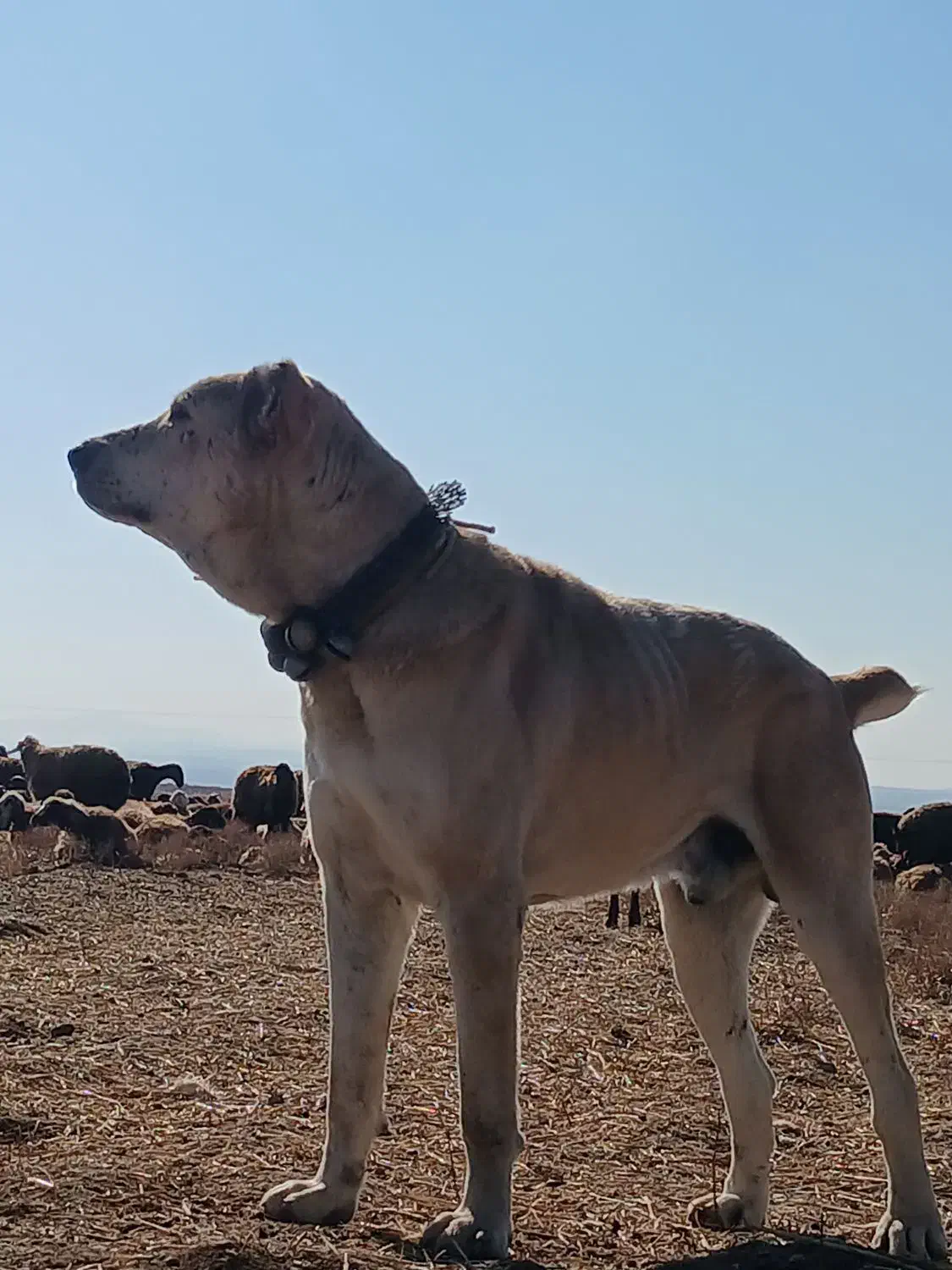 سگ افغانی|سگ|مشهد, كنويست|دیوار