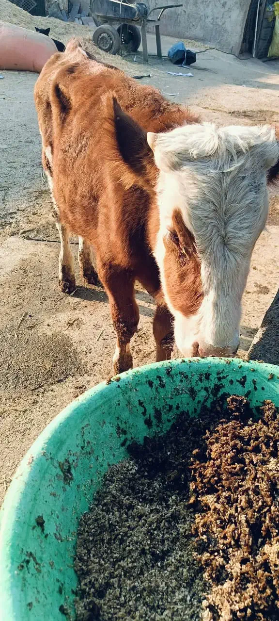 گوساله|حیوانات مزرعه|کهریزک, |دیوار